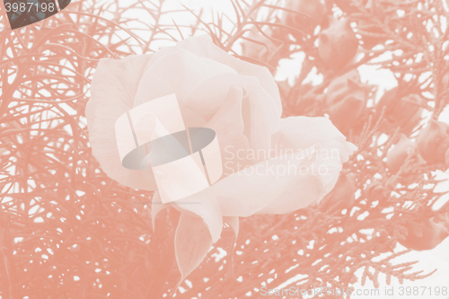 Image of Blooming rose and leaves in pastel colours.