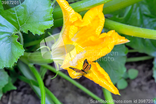 Image of On pumpkin flower, sits a butterfly.