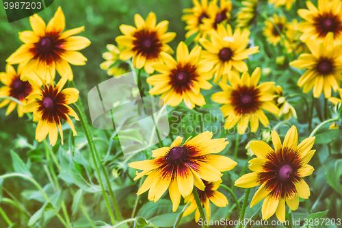 Image of Yellow rudbeckia blooming among the leaves so green