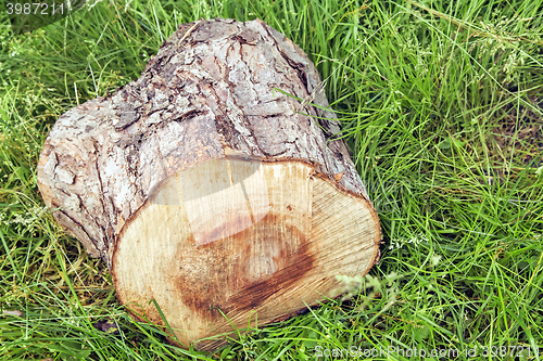 Image of The stump of a sawn tree trunk.