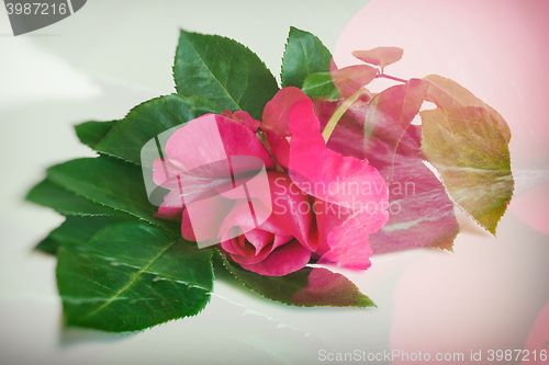 Image of Flower red rose with leaves on a white background.