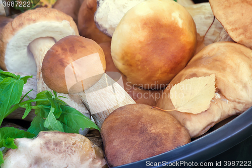 Image of Mushrooms in a bucket in a forest glade.