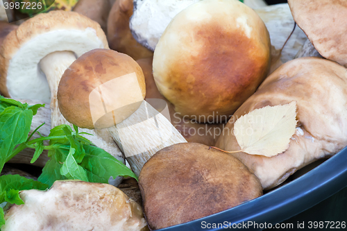 Image of Mushrooms in a bucket in a forest glade.