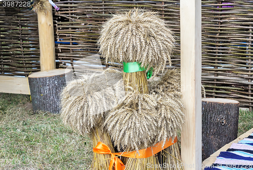 Image of A few sheaves of wheat decorated with ribbons..