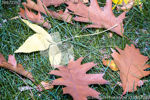 Image of Fallen yellow oak leaves on a background of grass on the ground.