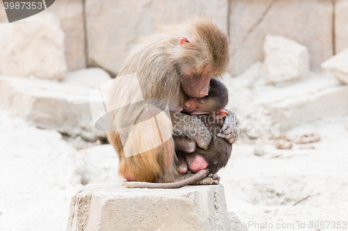 Image of Baboon mother and her little one