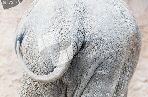 Image of Skin and tail of African elephant