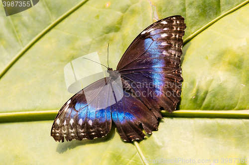 Image of Butterfly in the green forest