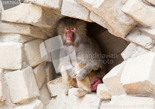 Image of Adult female baboon resting