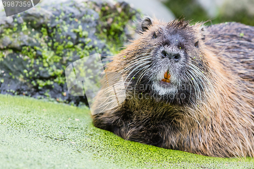 Image of Myocastor coypus, single mammal