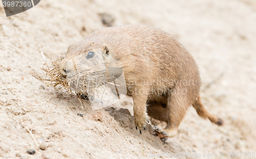 Image of Black-Tailed prairie dog in it\'s natural habitat