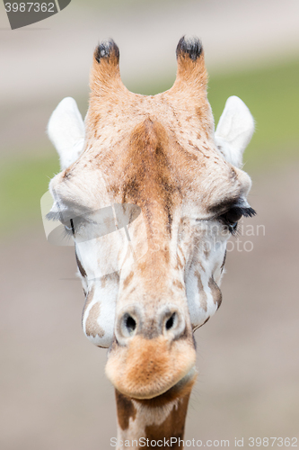 Image of Giraffe close up, selective focus