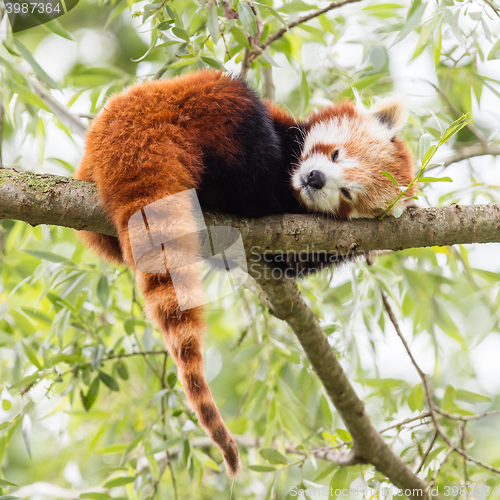 Image of Red Panda, Firefox or Lesser Panda 