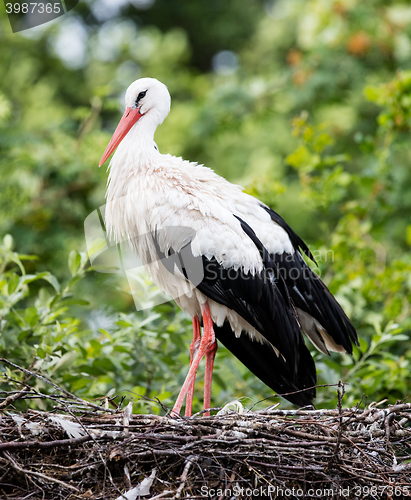 Image of Two adult storks