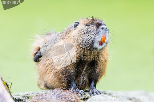 Image of Myocastor coypus, single mammal