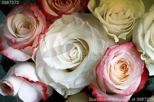 Image of A bouquet of roses on light green background.