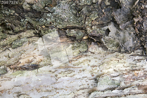 Image of The trunk of an old tree foreground ( background image).