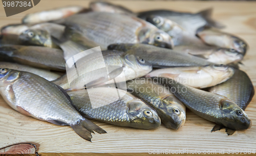 Image of Fish hooked in the river on a table surface.