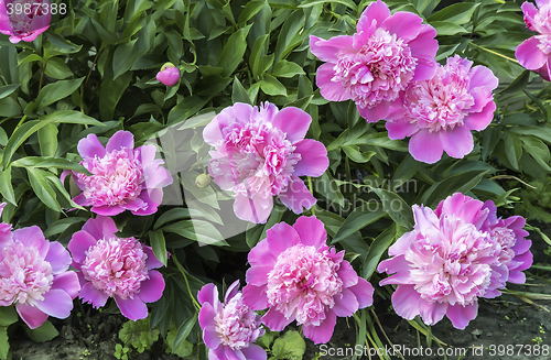 Image of Blooming pink peonies surrounded by green leaves