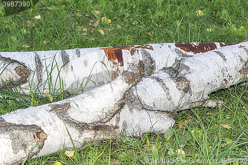 Image of The felled trunk of a large birch.