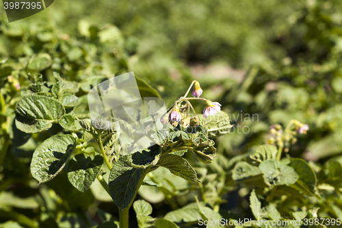 Image of green leaves of potato