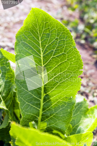 Image of green leaves of horseradish