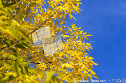 Image of autumn in the park