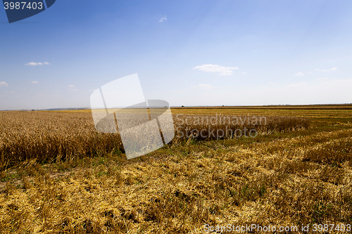 Image of harvesting cereals, Agriculture