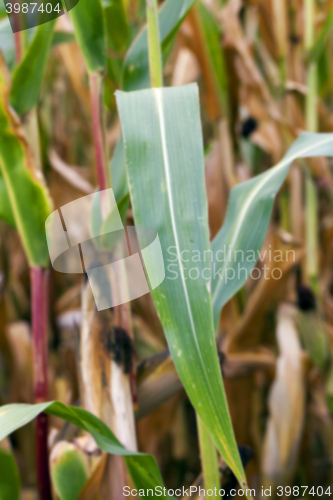 Image of mature corn crop