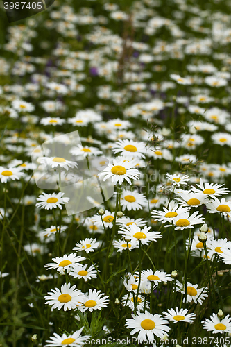 Image of white daisy flowers.