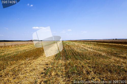 Image of harvesting an agricultural field