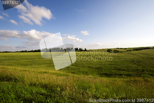 Image of immature cereals , field