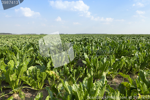 Image of faded sugar cane