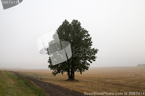 Image of tree in the field