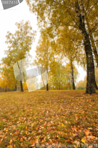 Image of autumn in the park