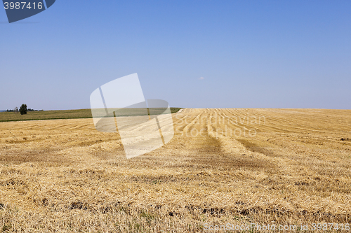 Image of agricultural field with cereal