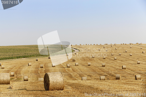 Image of haystacks in a field of straw