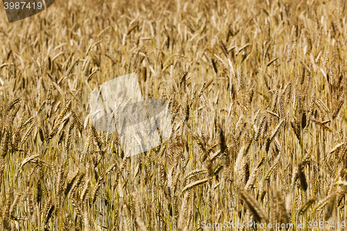 Image of ripe yellow cereals