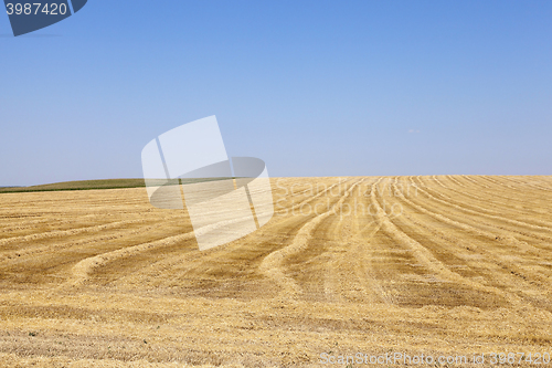 Image of farm field cereals