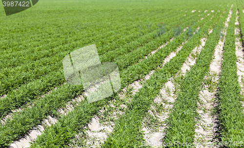 Image of Field with carrot