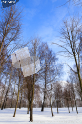 Image of Birch tree in winter