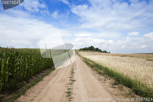 Image of Green corn field