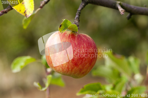 Image of Apple on a branch