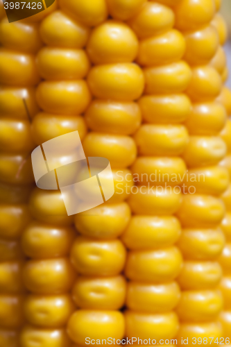 Image of mature corn crop