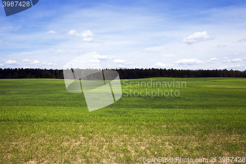 Image of cultivation of cereals. Spring