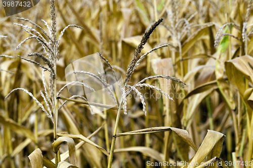 Image of field with mature corn