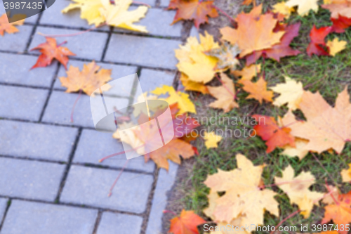 Image of autumn in the park