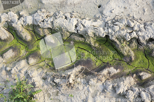 Image of green mold on the ground