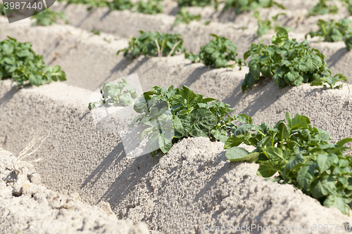 Image of Agriculture, potato field