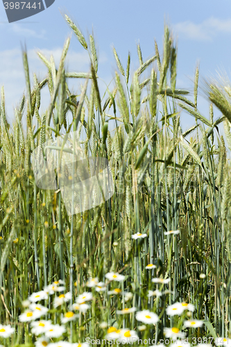 Image of immature cereals , field